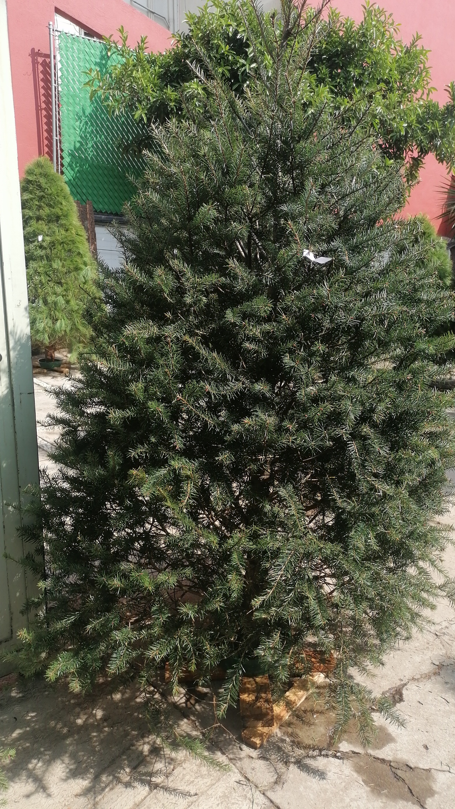 El Abeto de Douglas de 2.80m: La Inversión en una Navidad Espectacular