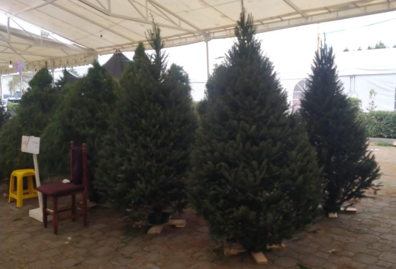 El Abeto de Douglas de 2.50m: La Inversión en una Navidad Espectacular