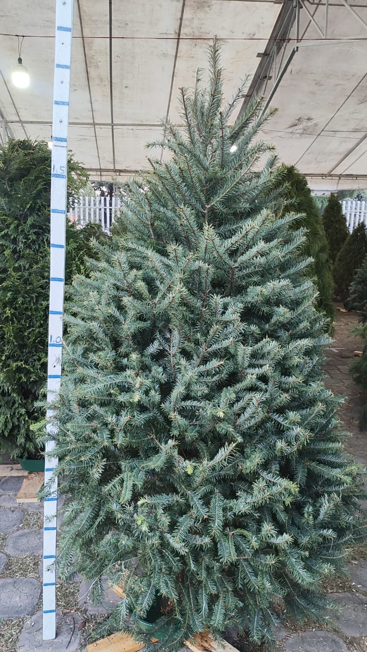 Abeto de Pseudotsuga 1.80m - Árbol de Navidad Natural de Agujas Suaves y Aroma Cítrico Tradicional