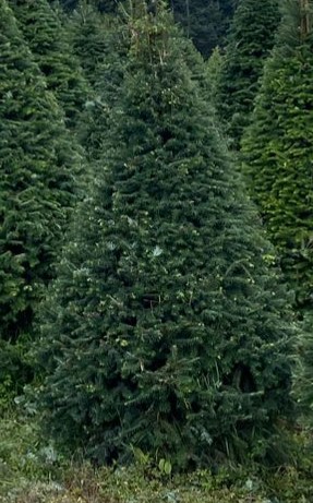 Abeto Oyamel – Árbol Navideño Natural 2.00 m (Con Cruceta y Palangana)