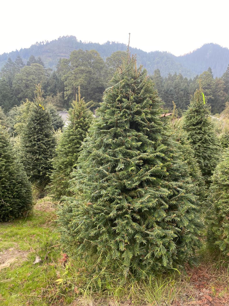 Abeto Oyamel – Árbol Navideño Natural 2.30 m (Con Cruceta y Palangana)