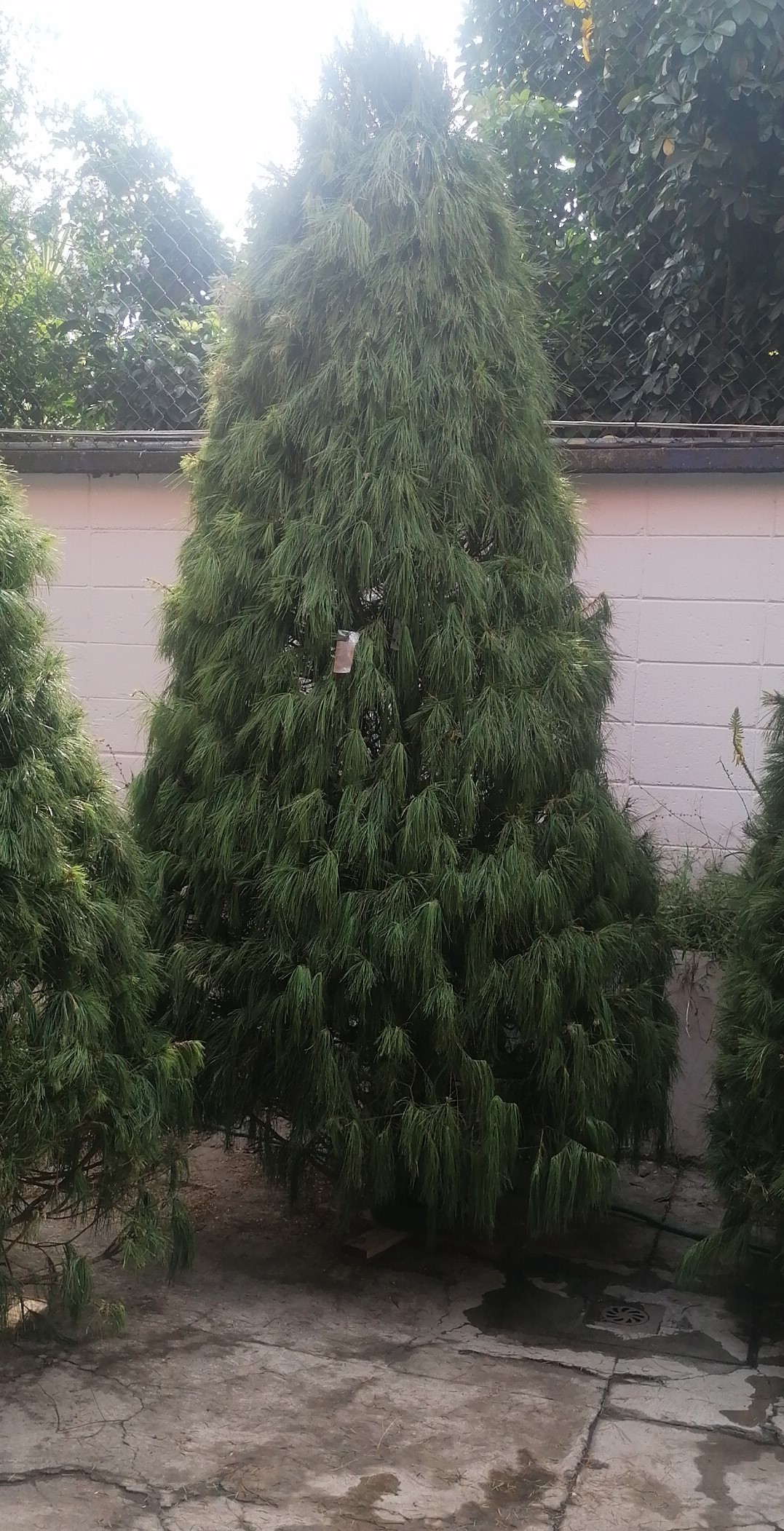 Abeto Vikingo 2.40 m