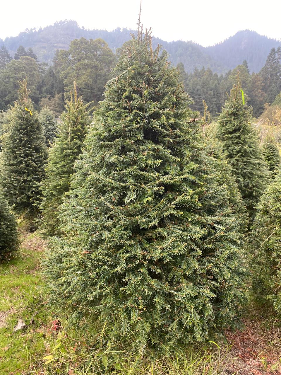 Abeto Oyamel – Árbol Navideño Natural 2.70 m (Con Cruceta y Palangana)