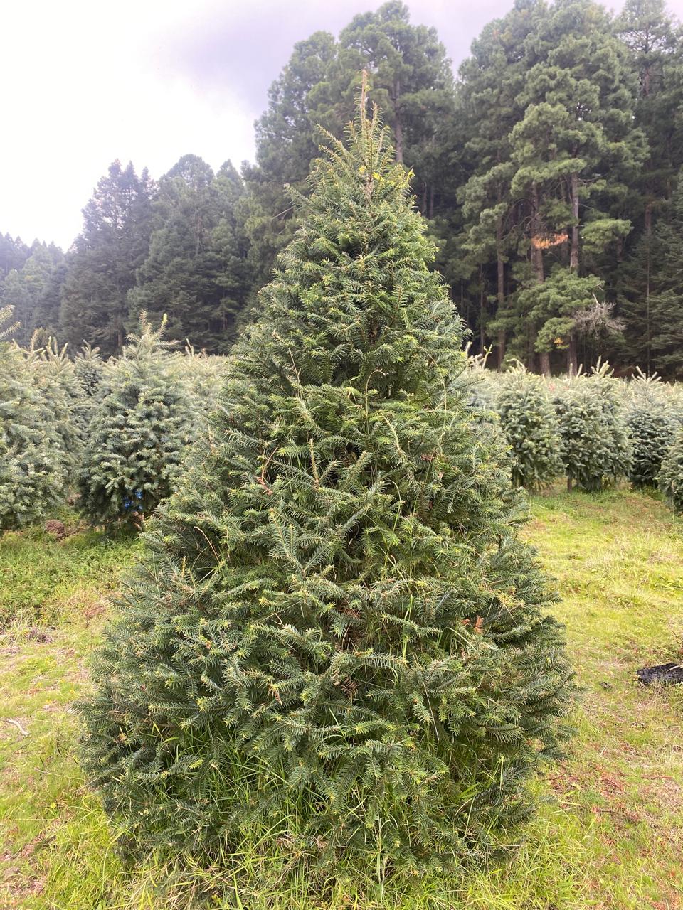 Abeto Oyamel – Árbol Navideño Natural 2.40 m (Con Cruceta y Palangana)