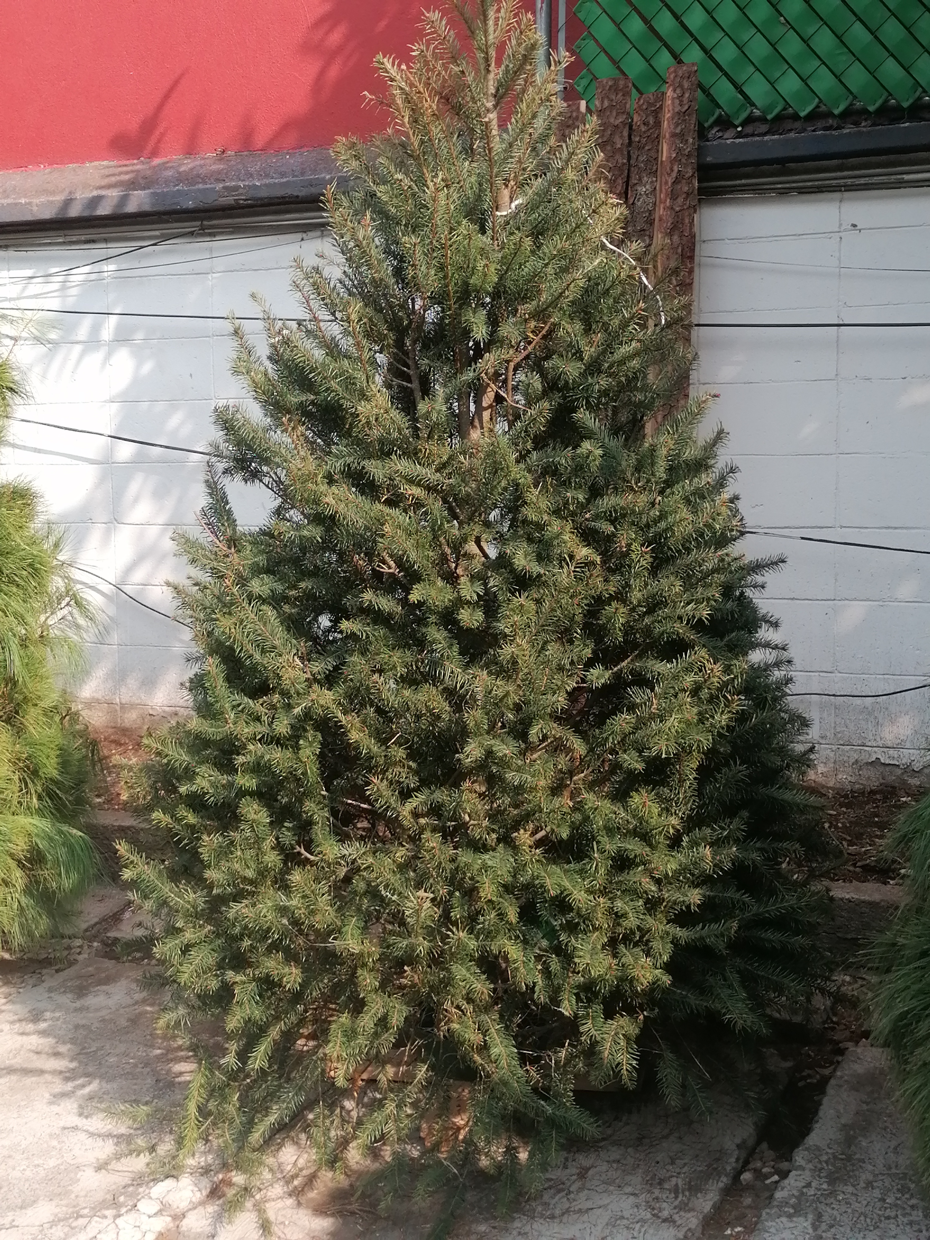 El Abeto de Douglas de 2.60m: La Inversión en una Navidad Espectacular