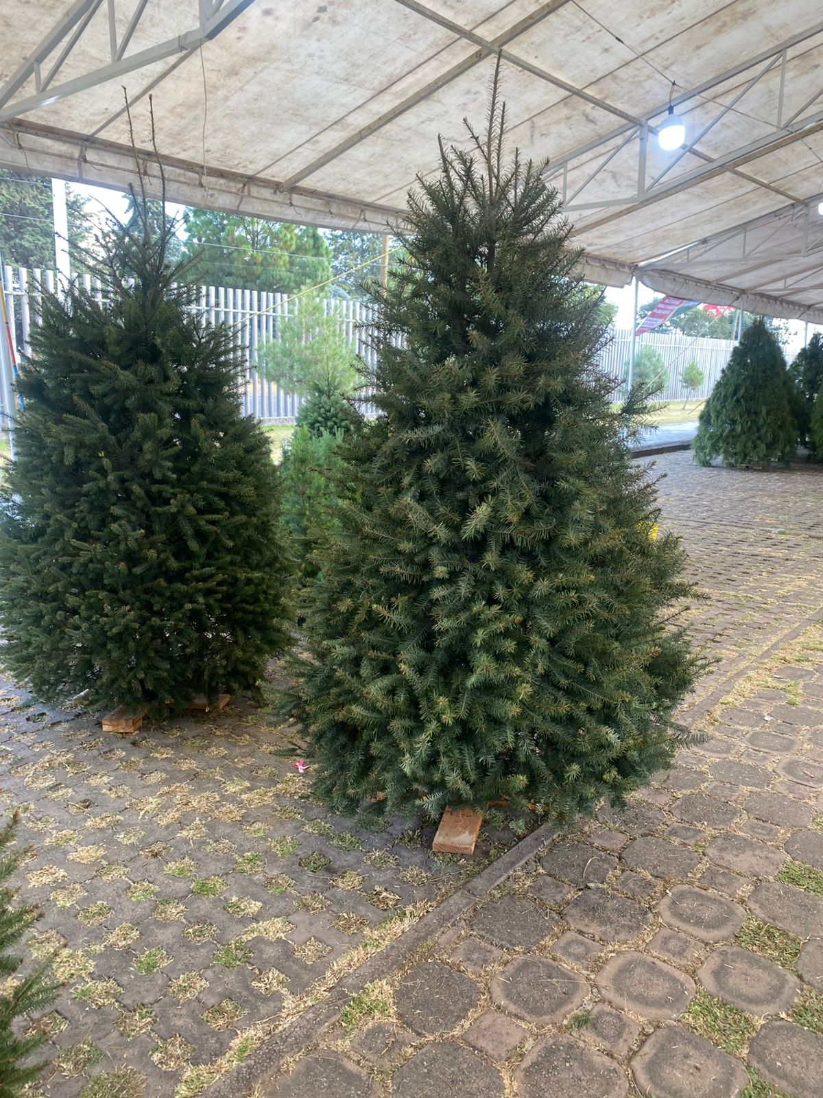 Abeto de Pseudotsuga 2.90m - Árbol de Navidad Natural de Agujas Suaves y Aroma Cítrico Tradicional