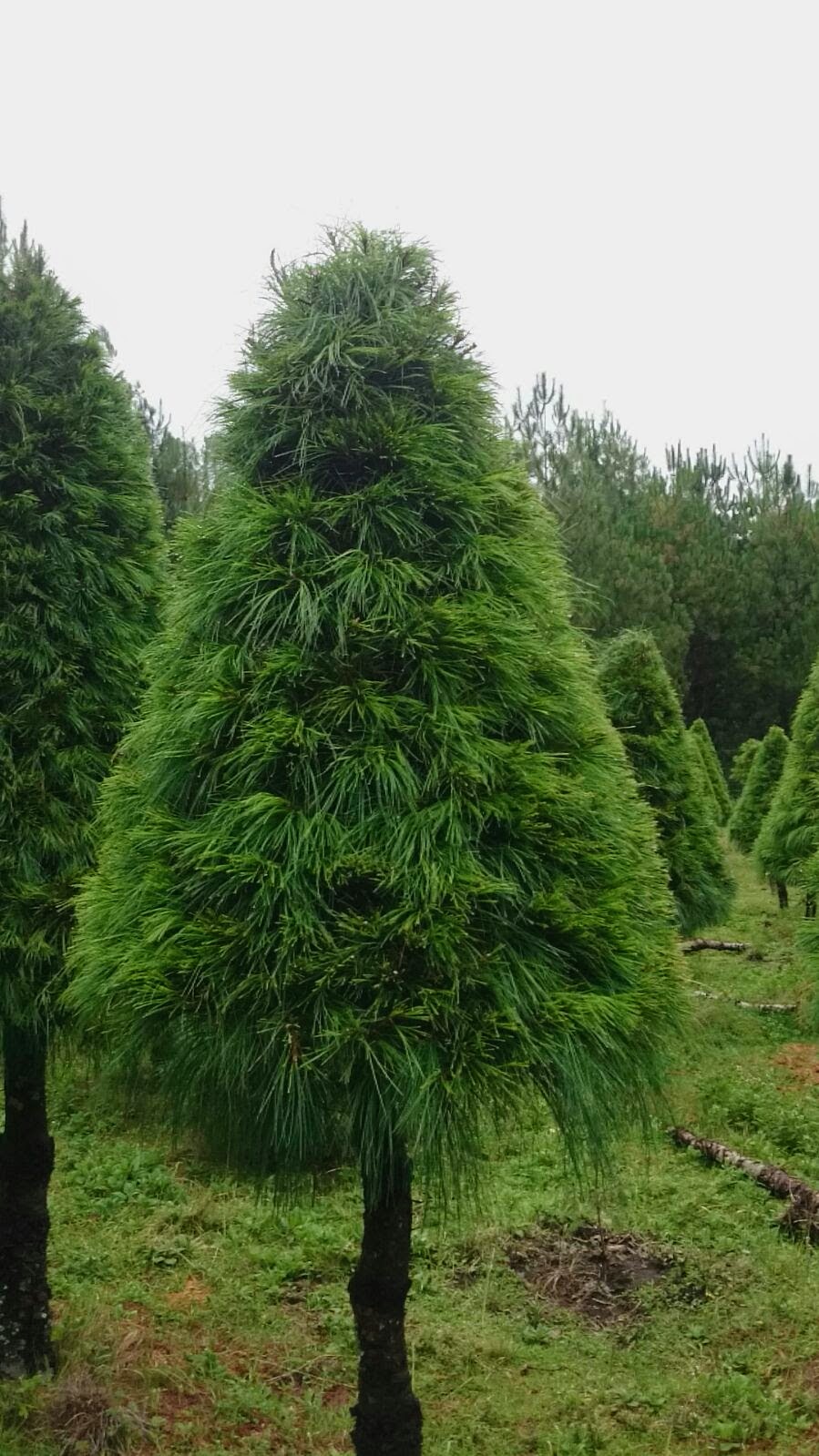 Abeto Vikingo 1.50 m