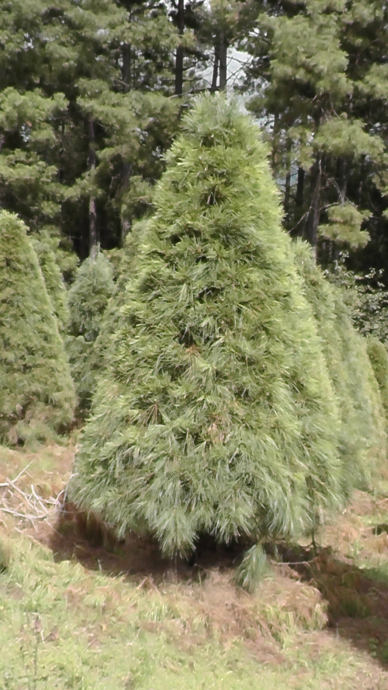 Abeto Vikingo 2.60 m