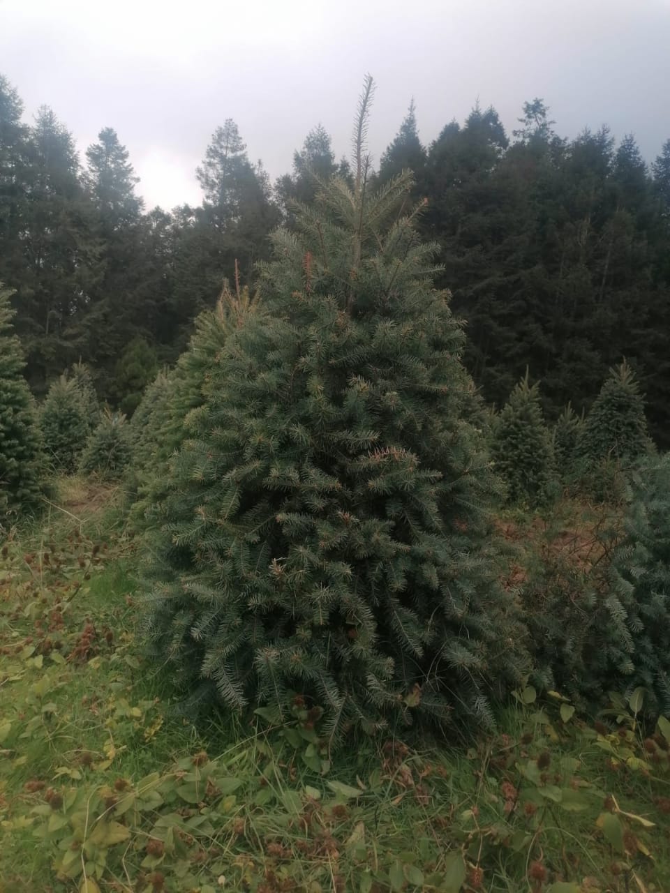Abeto de Pseudotsuga 2.10m - Árbol de Navidad Natural de Agujas Suaves y Aroma Cítrico Tradicional