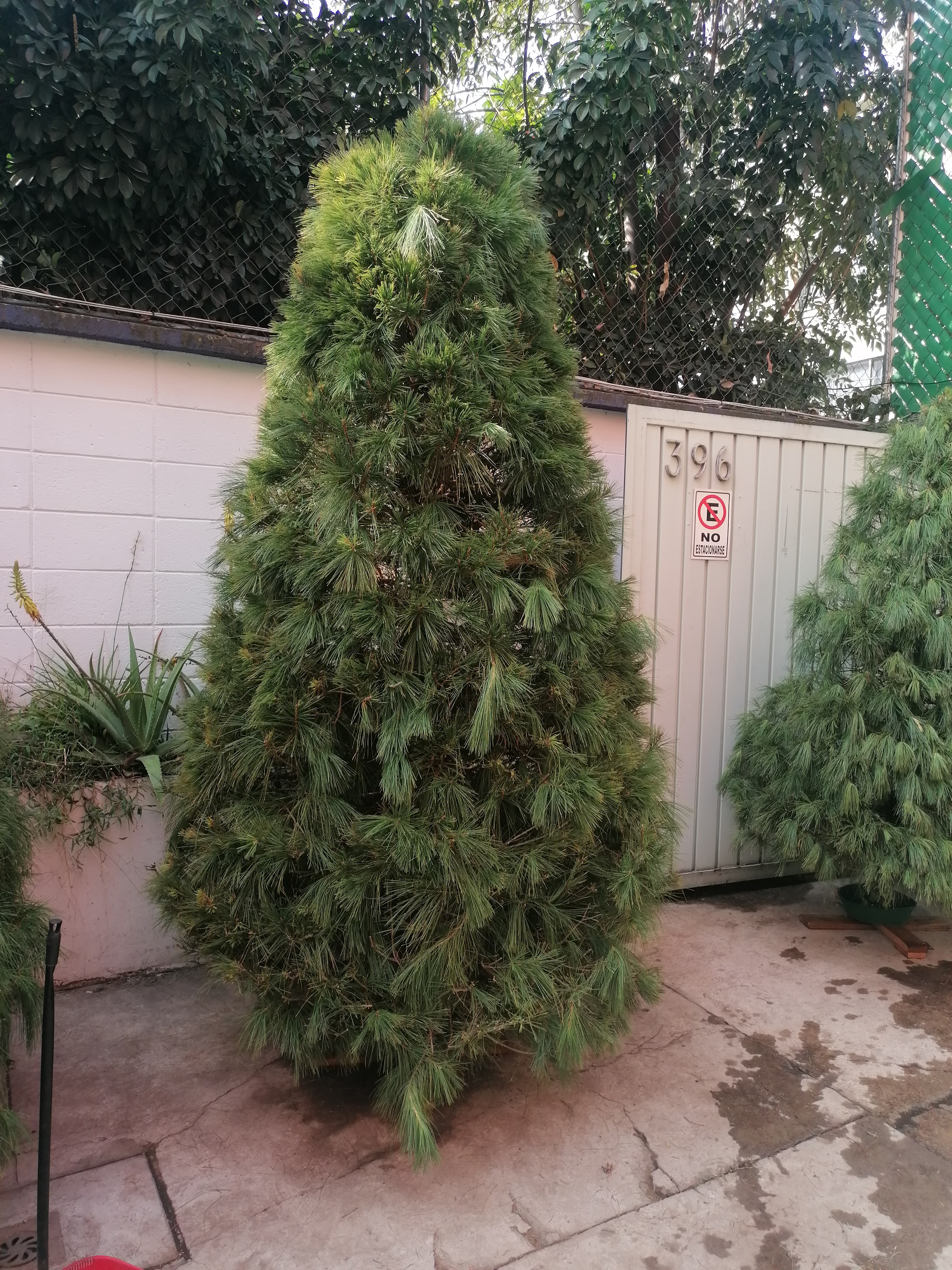 Abeto Vikingo 2.30 m