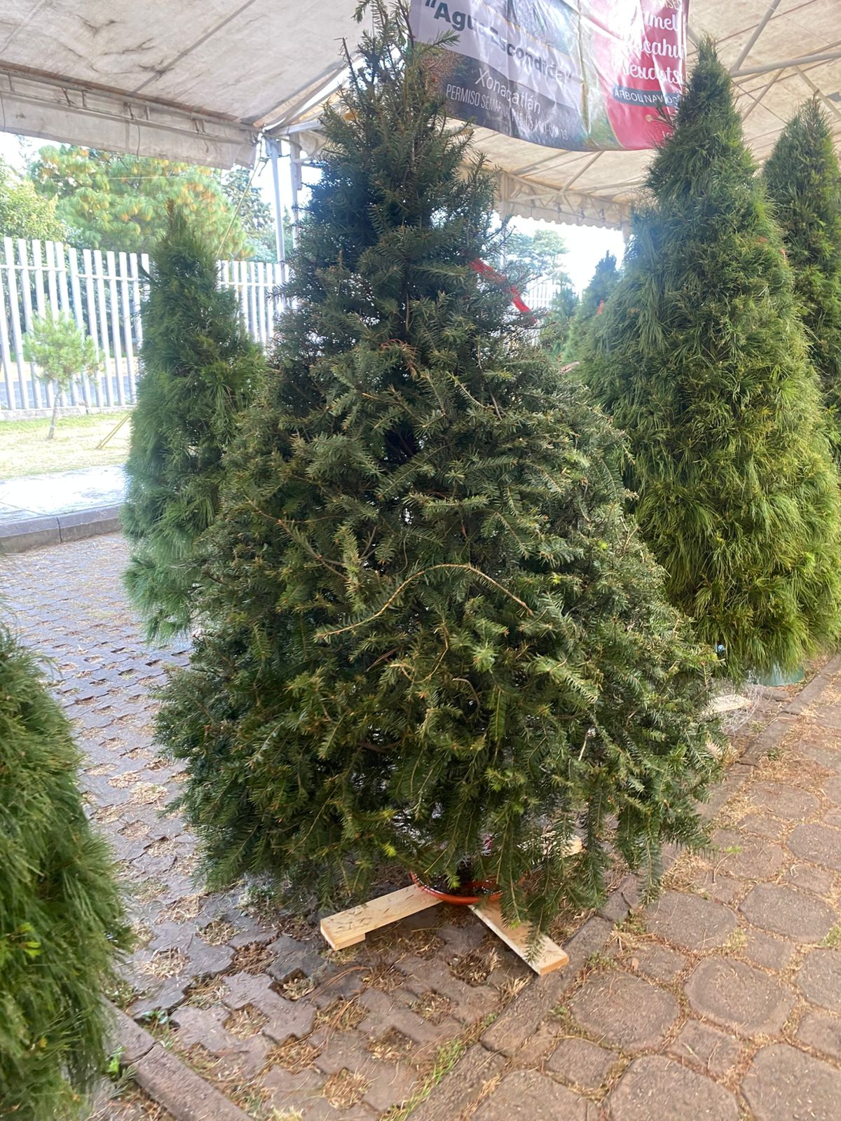 Abeto de Pseudotsuga 2.30m - Árbol de Navidad Natural de Agujas Suaves y Aroma Cítrico Tradicional