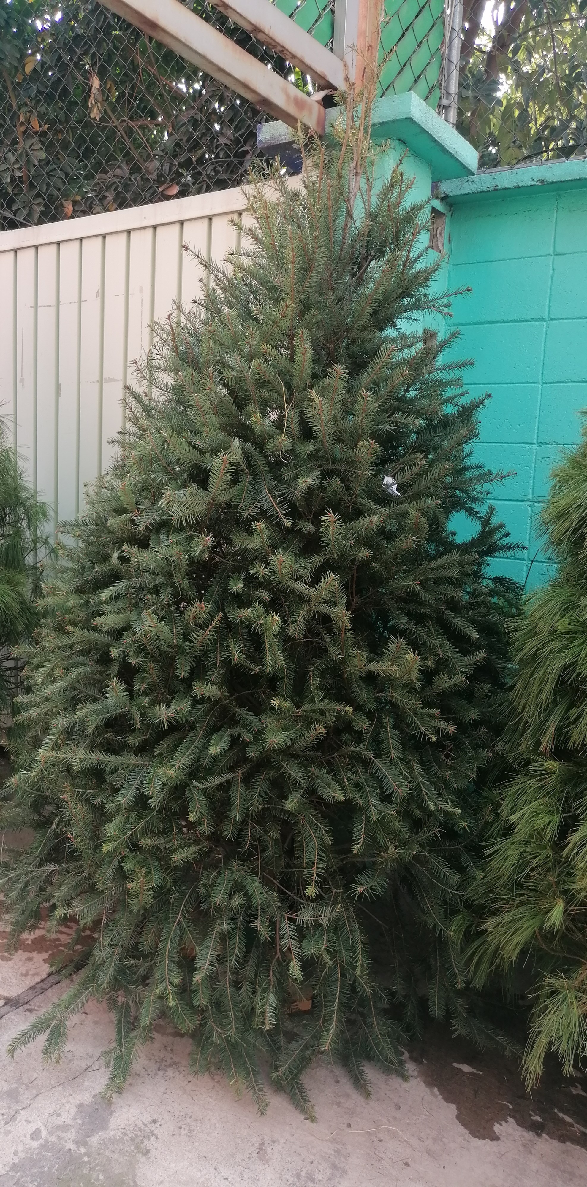 Abeto de Pseudotsuga 1.60m - Árbol de Navidad Natural de Agujas Suaves y Aroma Cítrico Tradicional