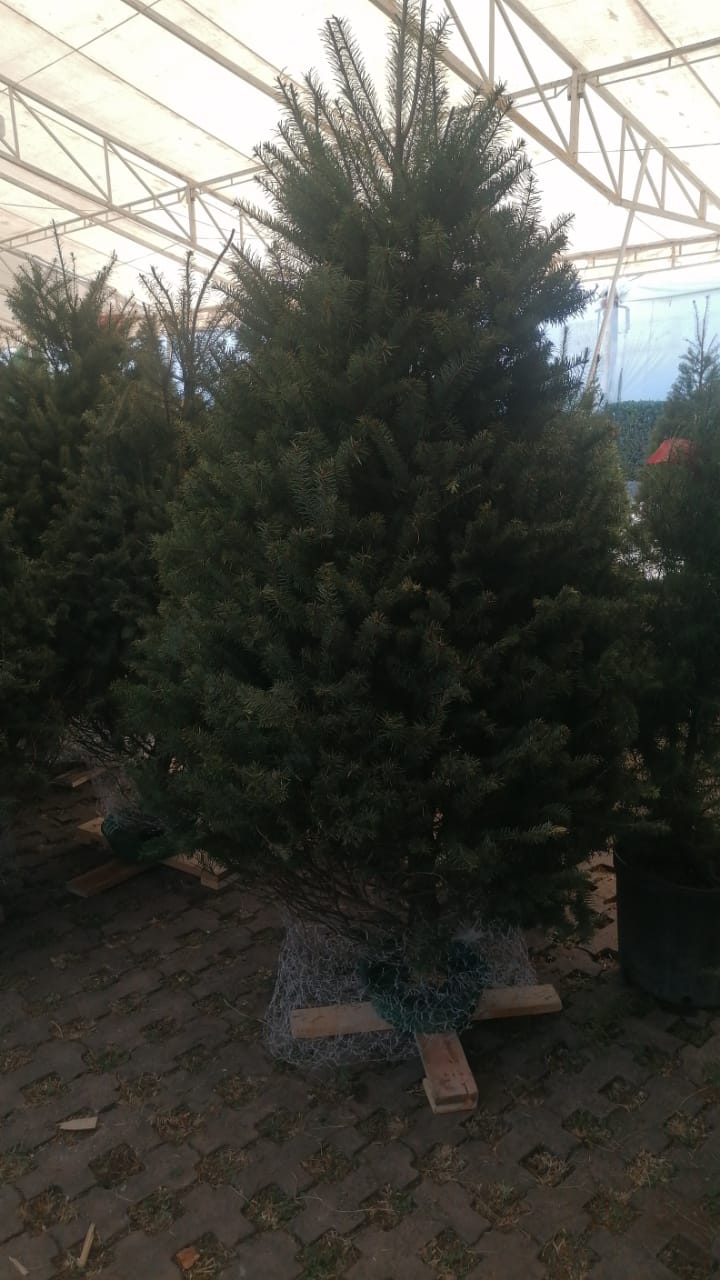Abeto de Pseudotsuga 1.90m - Árbol de Navidad Natural de Agujas Suaves y Aroma Cítrico Tradicional