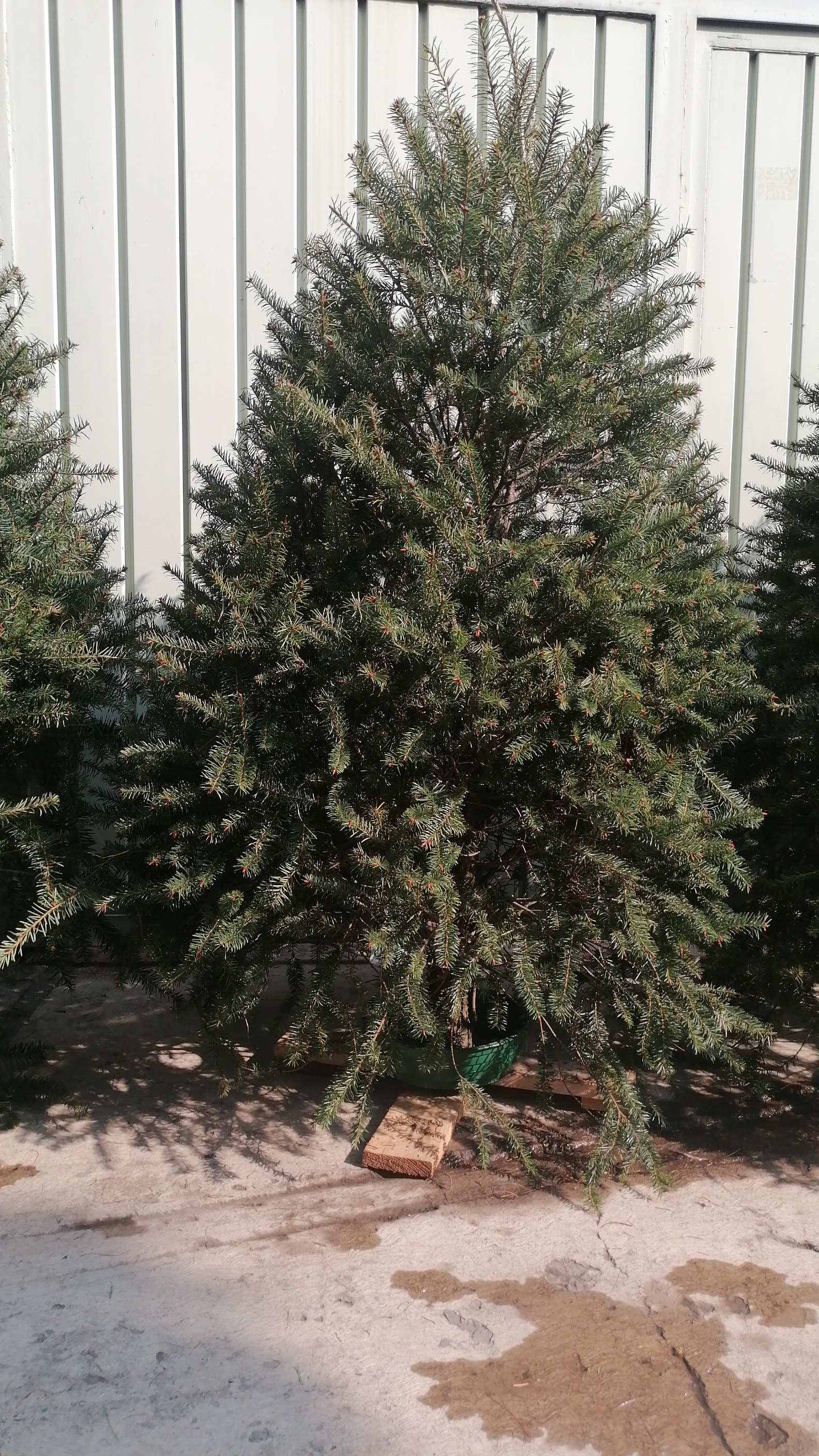 El Abeto de Douglas de 2.70m: La Inversión en una Navidad Espectacular