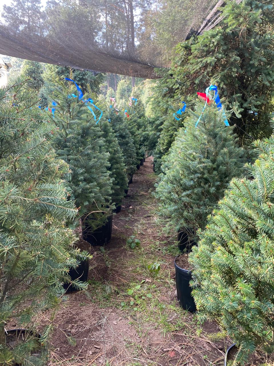 Árbol de Navidad VIVO Abeto de Douglas - 1.50m - El que se Planta.