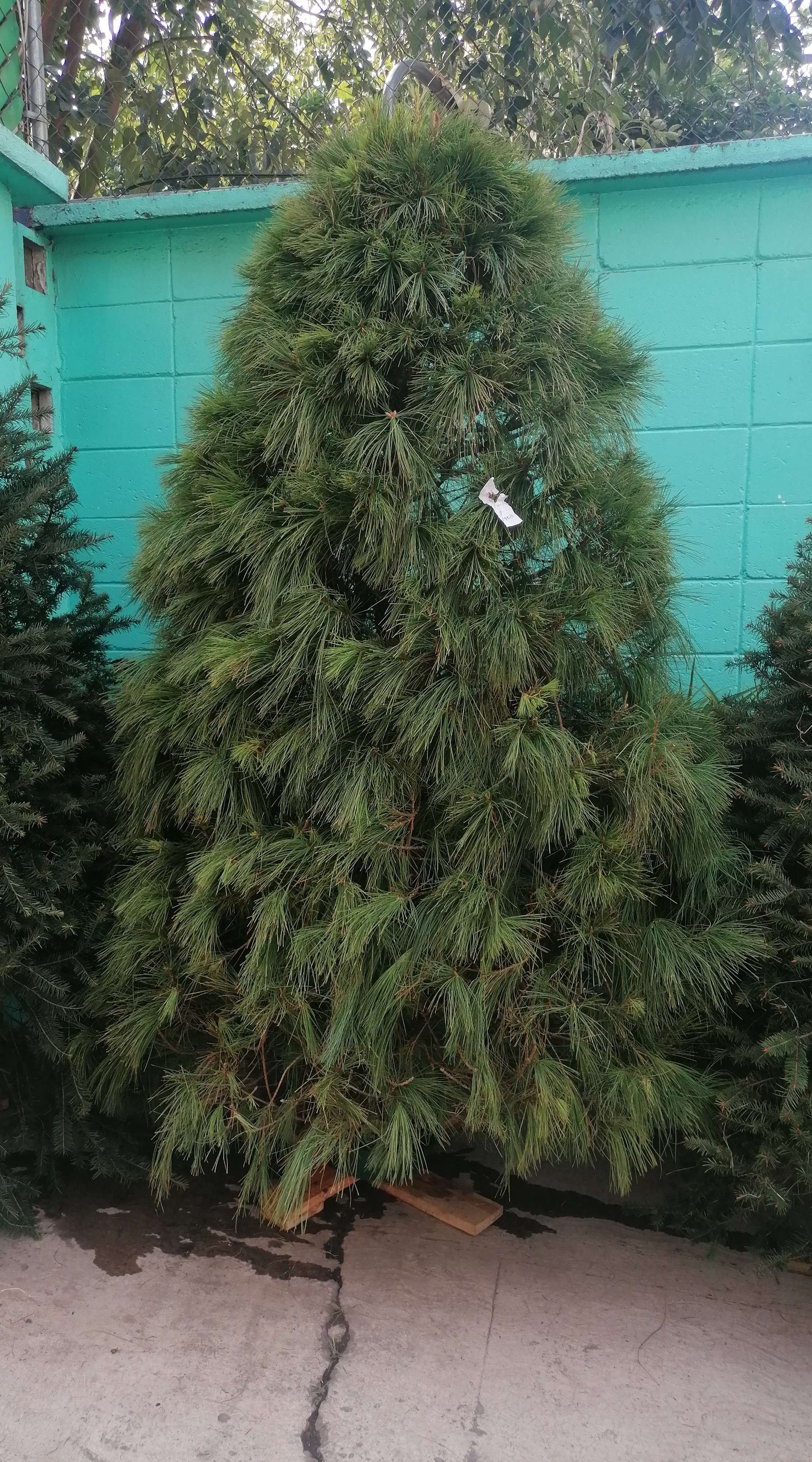 Abeto Vikingo 2.10 m