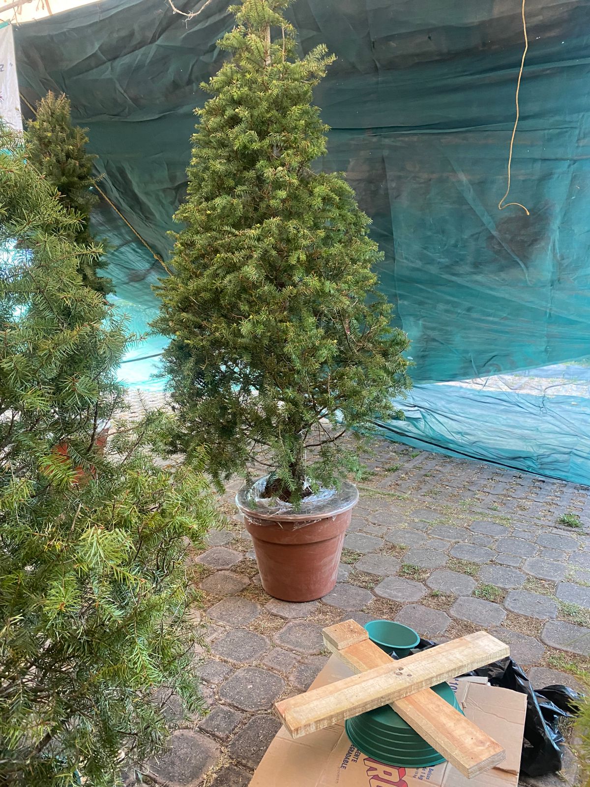 Árbol de Navidad VIVO Abeto de Douglas - Altura 2.00m - 2.09m - El que se Planta.