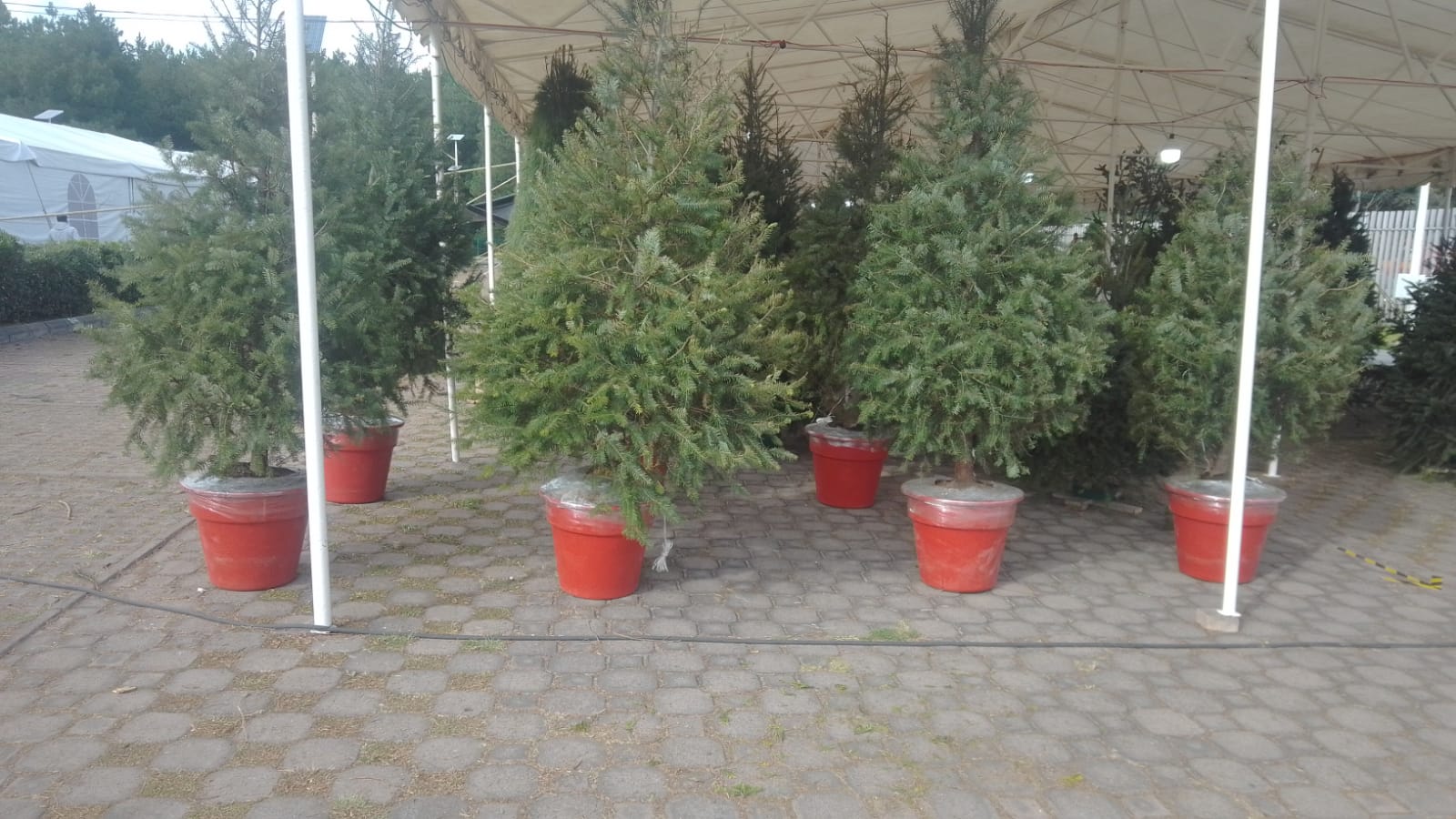 Árbol de Navidad VIVO Abeto de Douglas - 1.80m - 1.89m - El que se Planta.