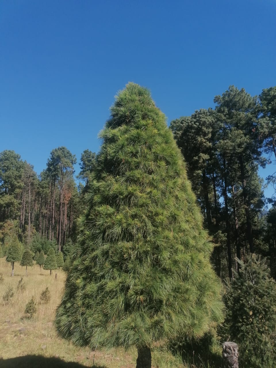 Abeto Vikingo 1.70 m