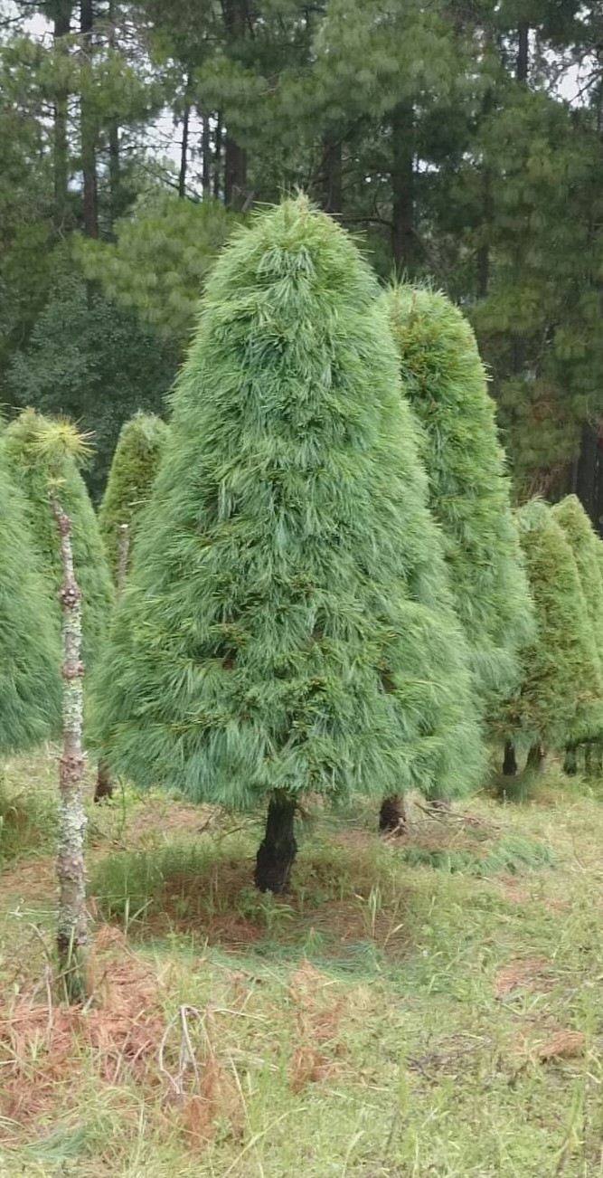 Abeto Vikingo 1.90 m