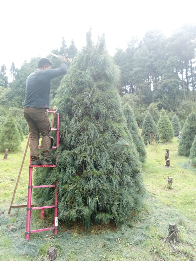 Abeto Vikingo 2.00 m