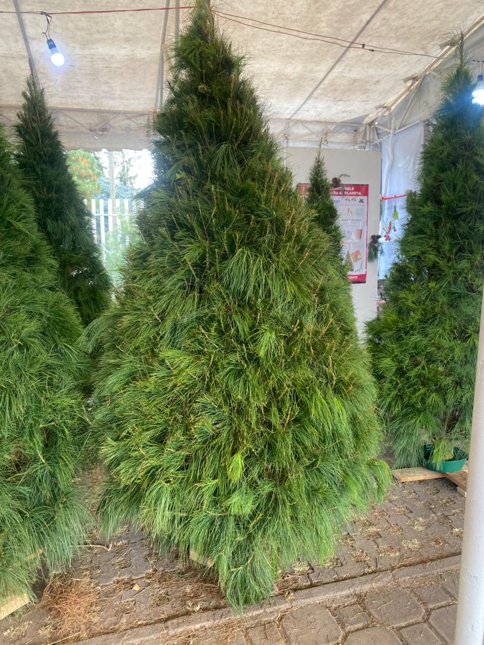 Abeto Vikingo 2.90 m