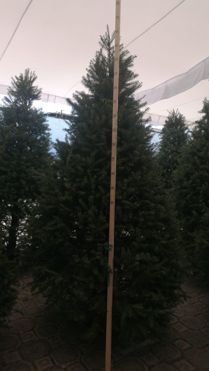 Abeto de Pseudotsuga 2.50m - Árbol de Navidad Natural de Agujas Suaves y Aroma Cítrico Tradicional