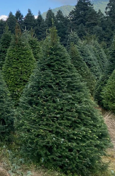 Abeto Oyamel – Árbol Navideño Natural 2.10 m (Con Cruceta y Palangana)