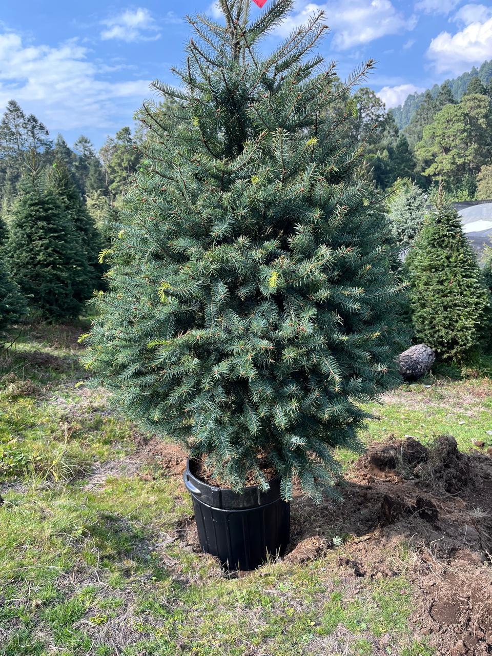 Árbol de Navidad VIVO Abeto de Douglas - 2.50m - 3.29 m - El que se Planta.
