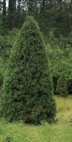 Abeto Vikingo 2.70 m