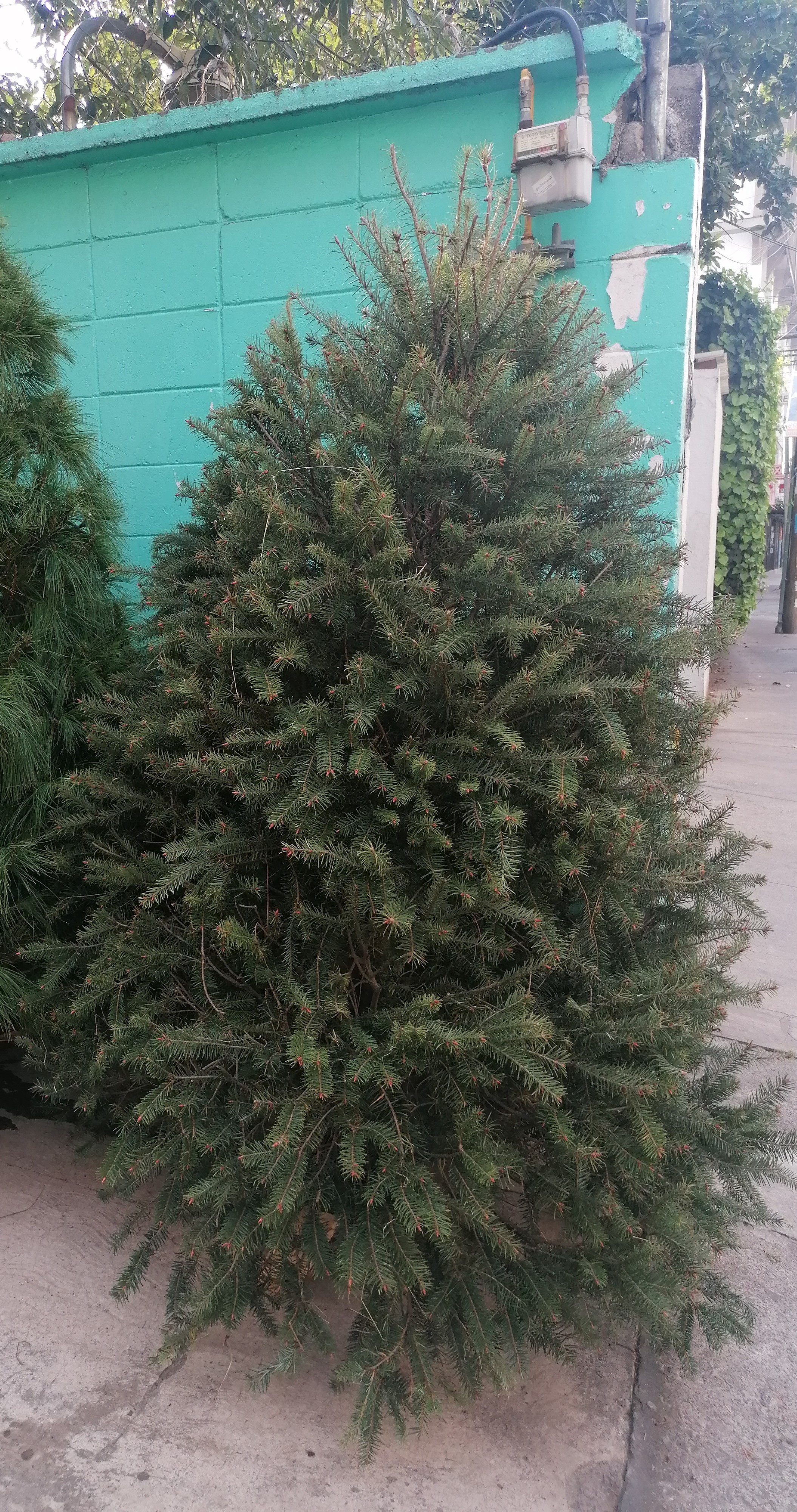 Abeto de Pseudotsuga 1.60m - Árbol de Navidad Natural de Agujas Suaves y Aroma Cítrico Tradicional