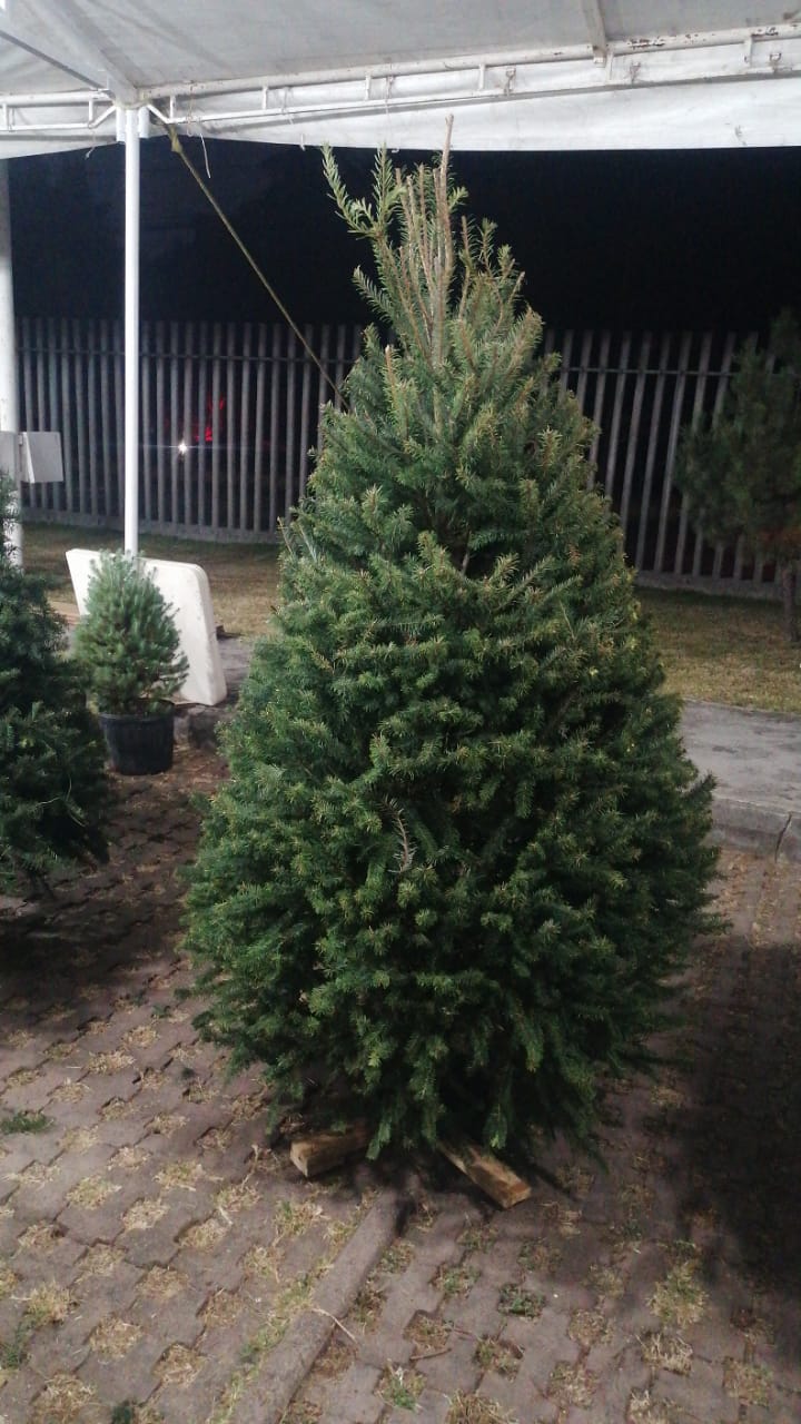 Abeto de Pseudotsuga 2.20m - Árbol de Navidad Natural de Agujas Suaves y Aroma Cítrico Tradicional