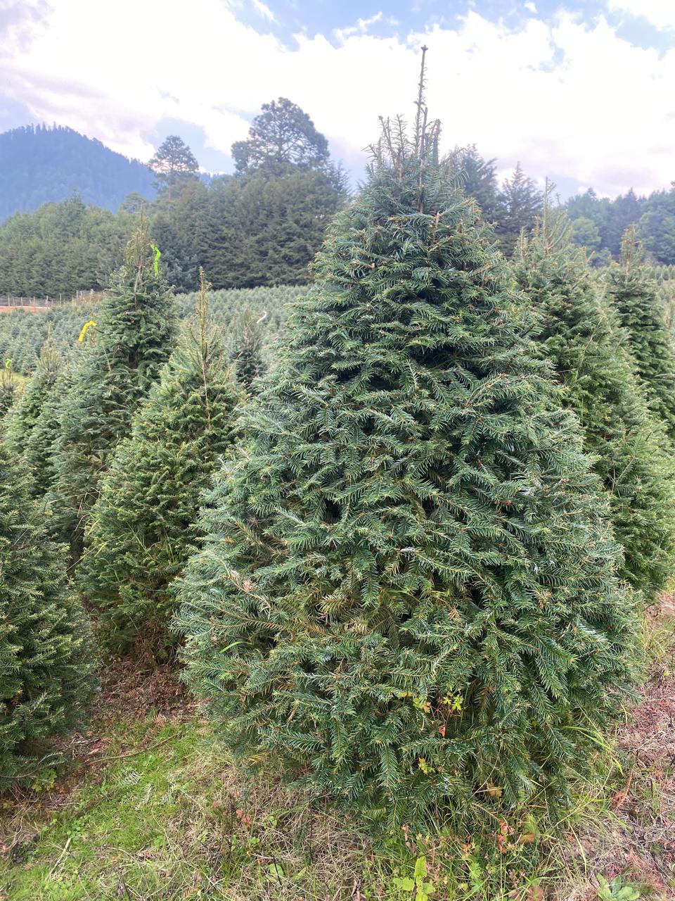 Abeto Oyamel – Árbol Navideño Natural 2.20 m (Con Cruceta y Palangana)