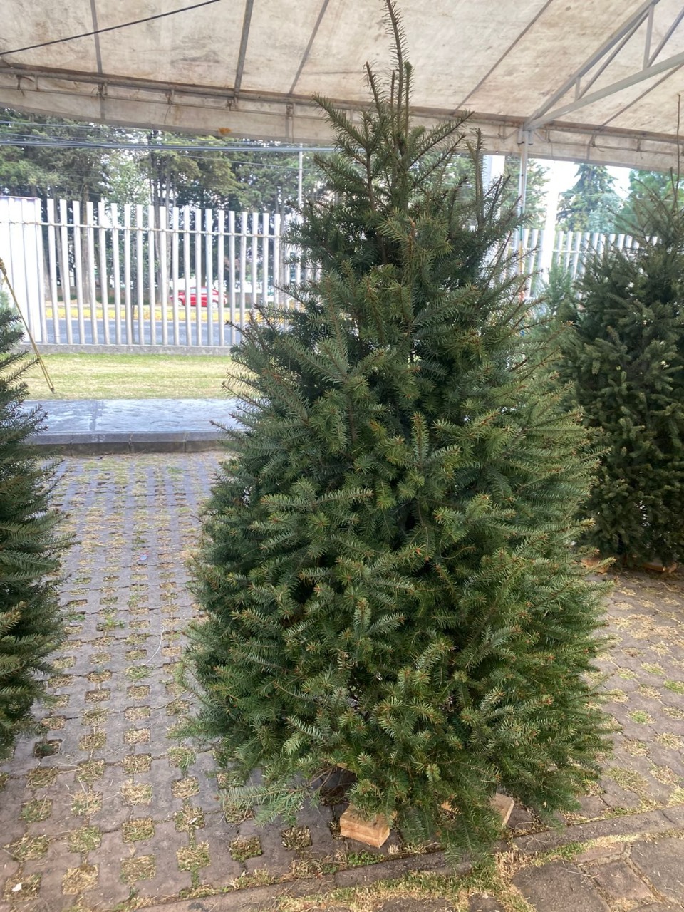 Abeto de Pseudotsuga 2.00m - Árbol de Navidad Natural de Agujas Suaves y Aroma Cítrico Tradicional