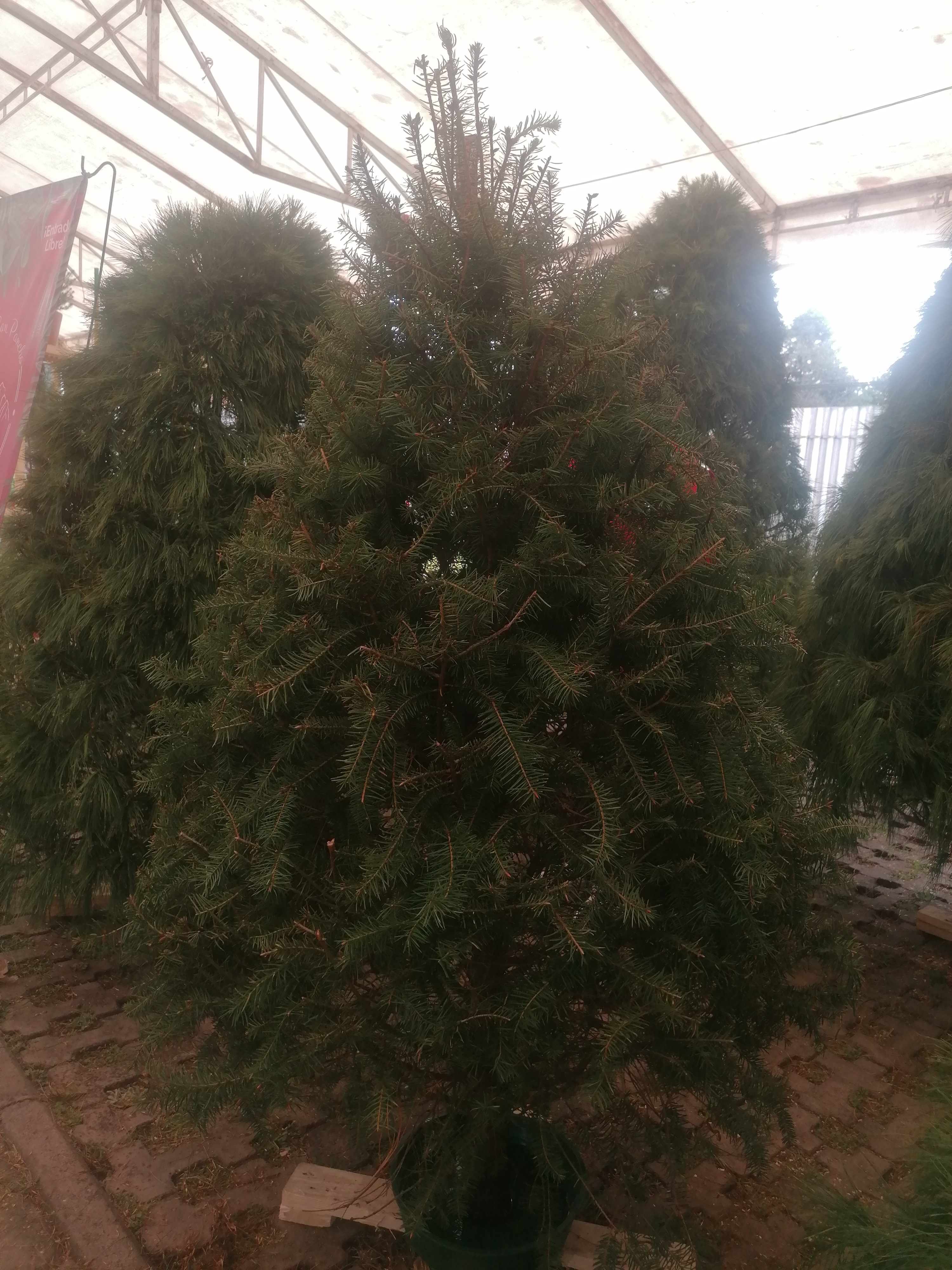 El Abeto de Douglas de 2.40m: La Inversión en una Navidad Espectacular