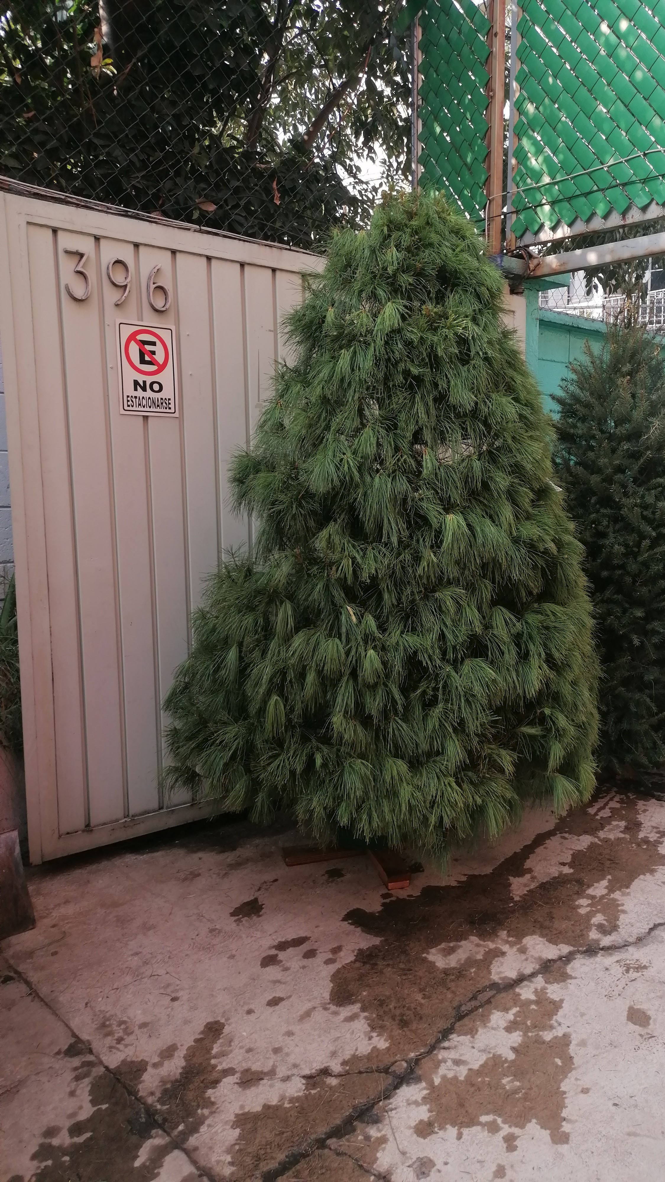 Abeto Vikingo 2.20 m