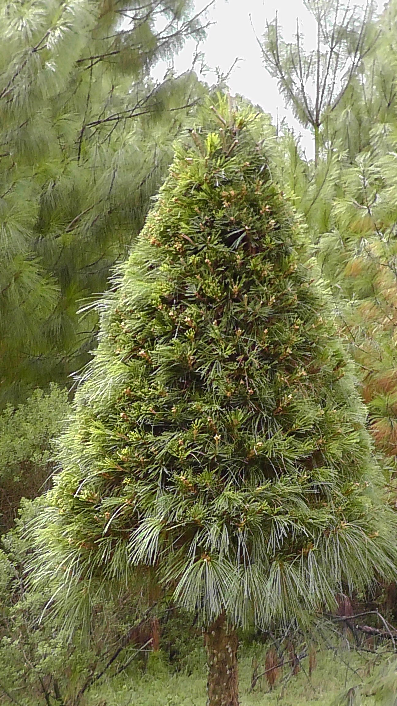 Abeto Vikingo 1.60 m