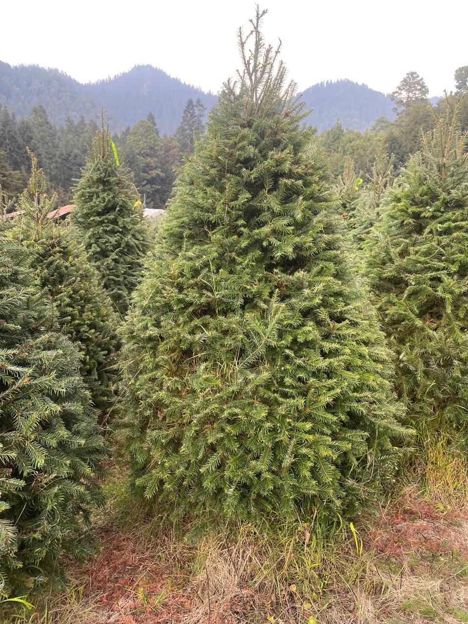 Abeto Oyamel – Árbol Navideño Natural 2.80 m (Con Cruceta y Palangana)