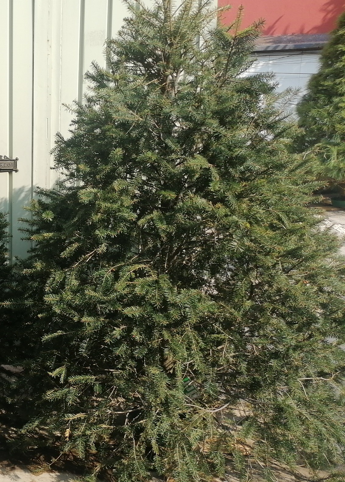 Abeto de Pseudotsuga 1.70m - Árbol de Navidad Natural de Agujas Suaves y Aroma Cítrico Tradicional