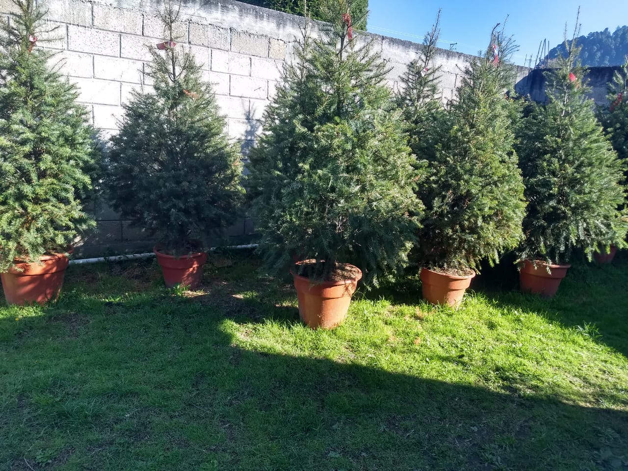 Árbol de Navidad VIVO Abeto de Douglas - 2.30m - 2.49 - El que se Planta.