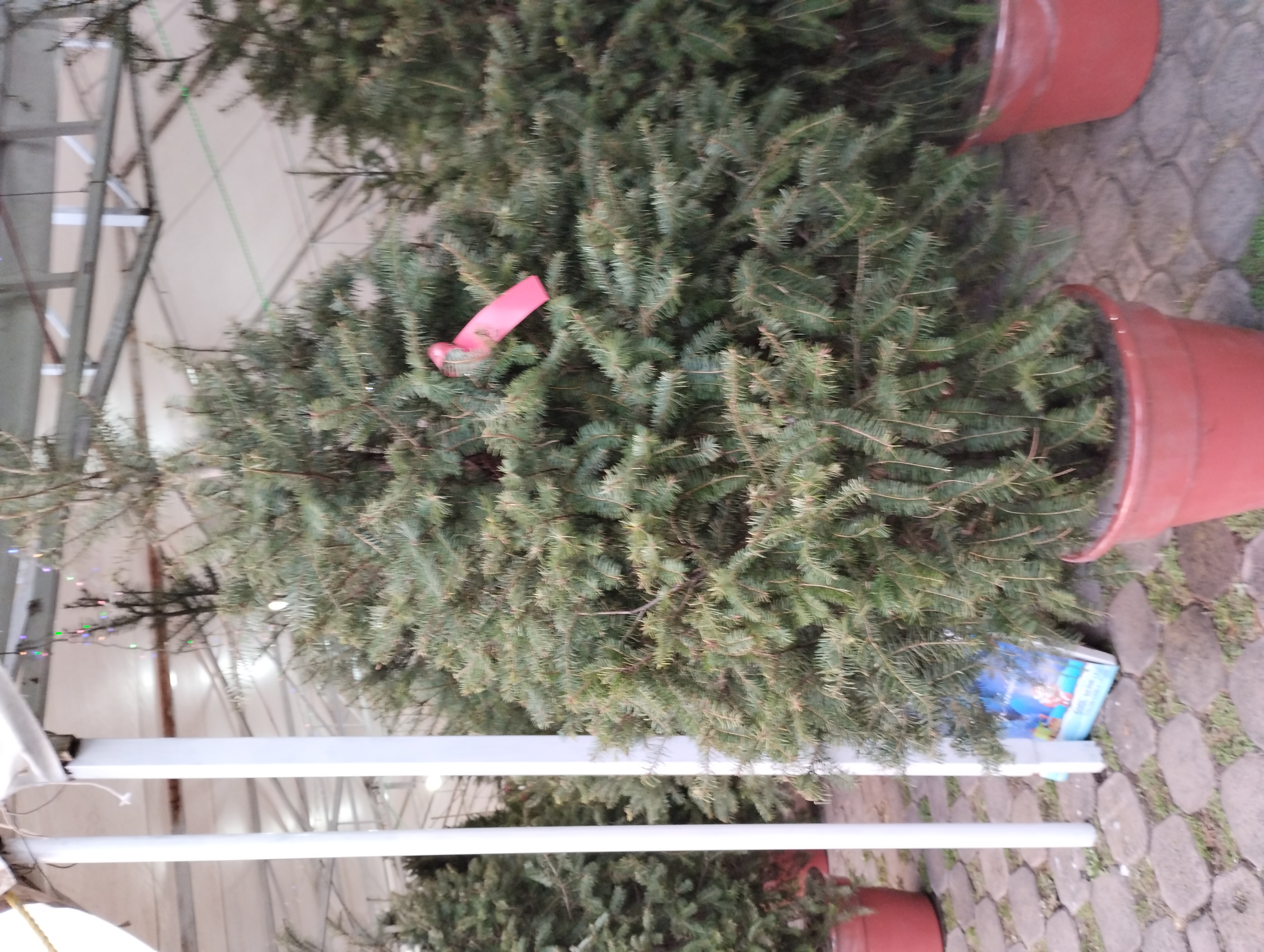 Árbol de Navidad VIVO Abeto de Douglas - 1.90m - 2.00m - El que se Planta.