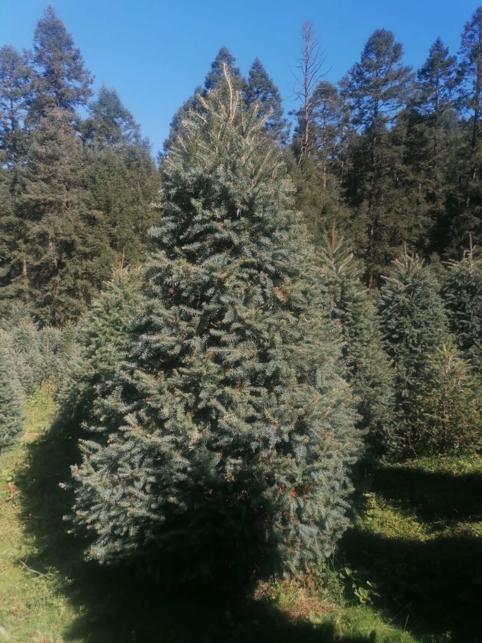 Abeto de Pseudotsuga 2.10m - Árbol de Navidad Natural de Agujas Suaves y Aroma Cítrico Tradicional