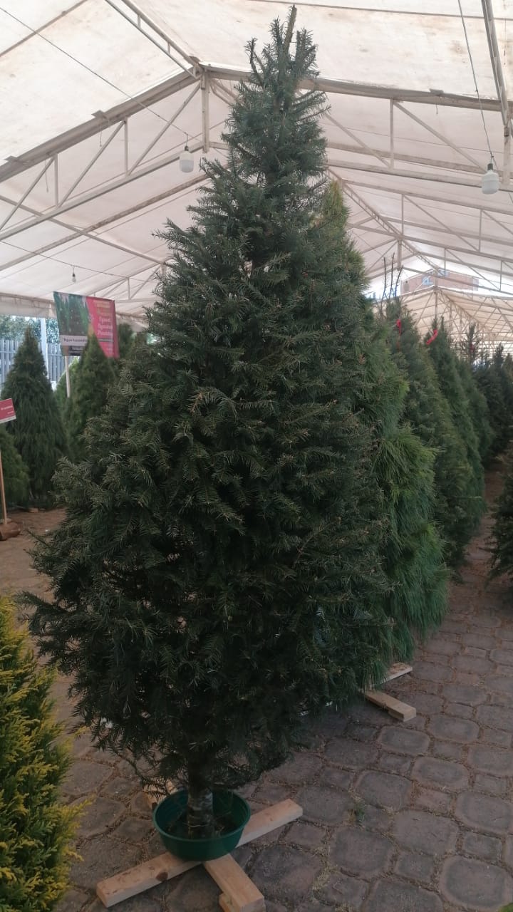 Abeto de Pseudotsuga 1.90m - Árbol de Navidad Natural de Agujas Suaves y Aroma Cítrico Tradicional
