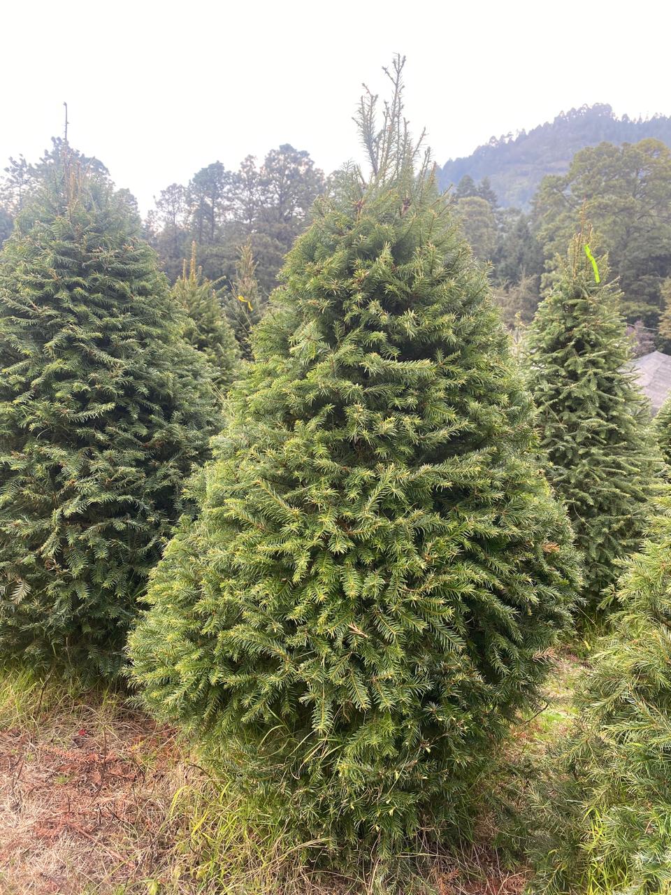 Abeto Oyamel – Árbol Navideño Natural 1.90 m (Con Cruceta y Palangana)