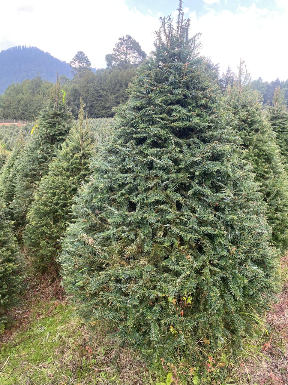 Abeto Oyamel – Árbol Navideño Natural 2.90 m (Con Cruceta y Palangana)