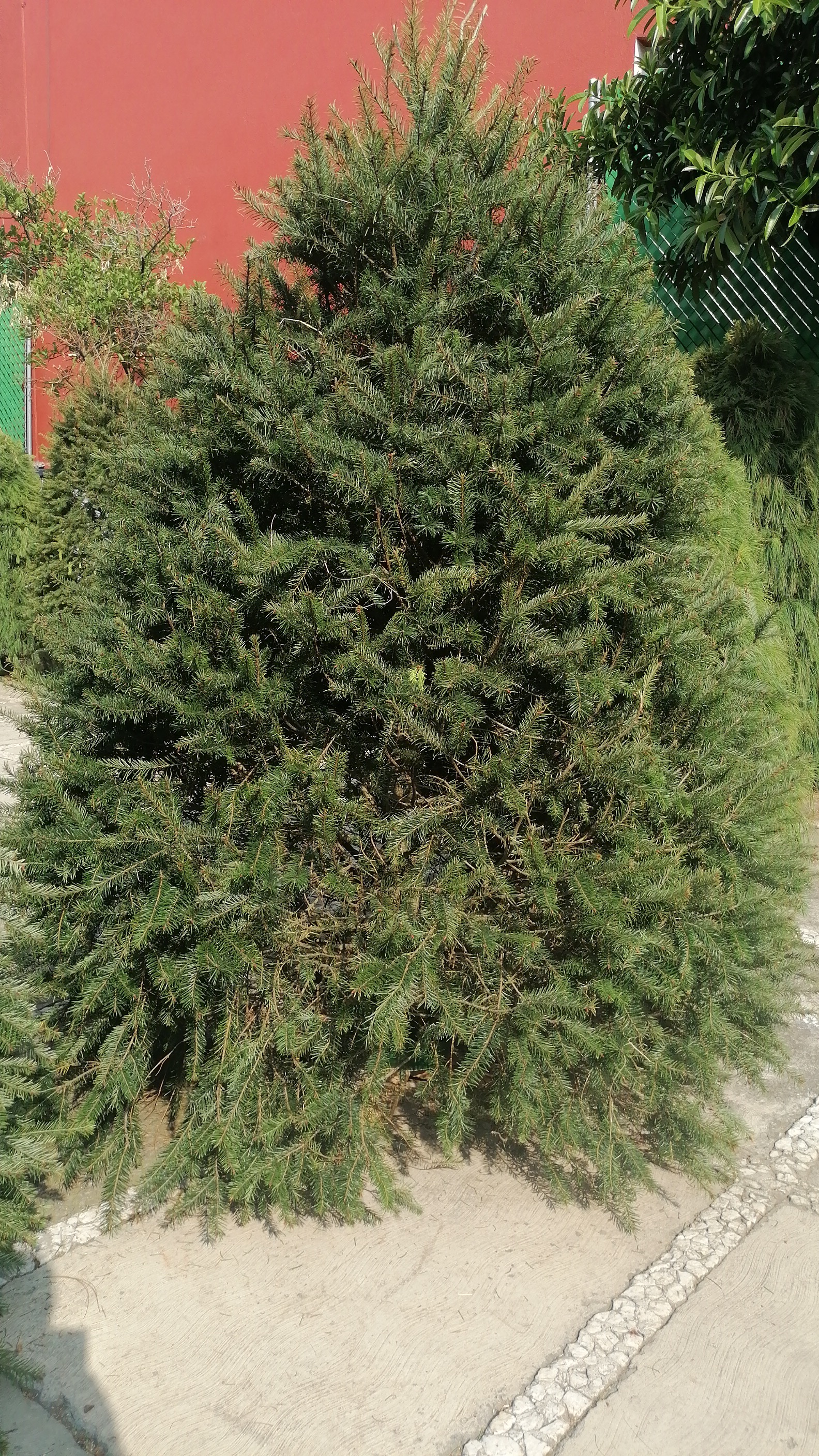 Abeto de Pseudotsuga 1.60m - Árbol de Navidad Natural de Agujas Suaves y Aroma Cítrico Tradicional