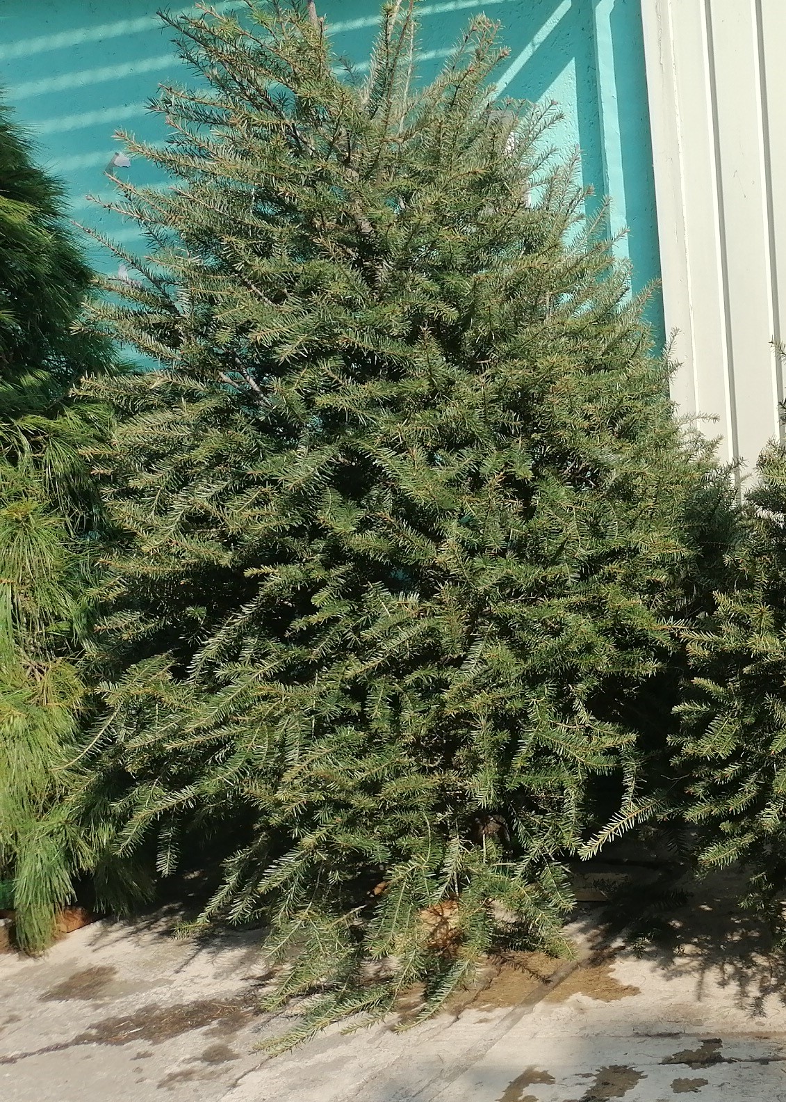 Abeto de Pseudotsuga 1.70m - Árbol de Navidad Natural de Agujas Suaves y Aroma Cítrico Tradicional