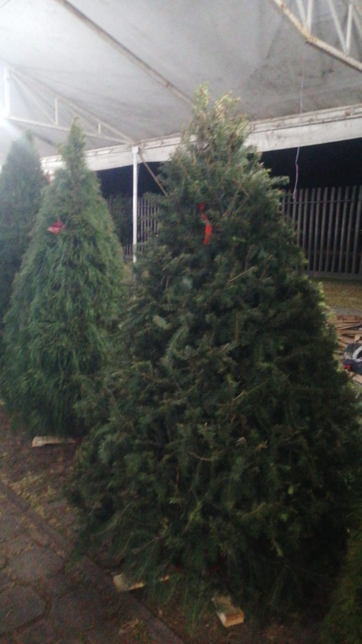 Abeto de Pseudotsuga 2.40m - Árbol de Navidad Natural de Agujas Suaves y Aroma Cítrico Tradicional