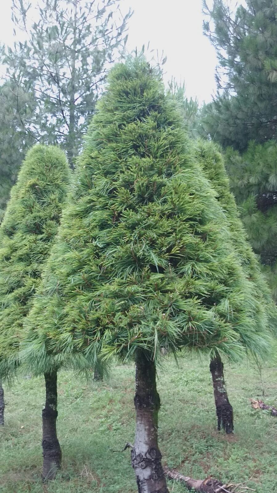 Abeto Vikingo 1.50 m