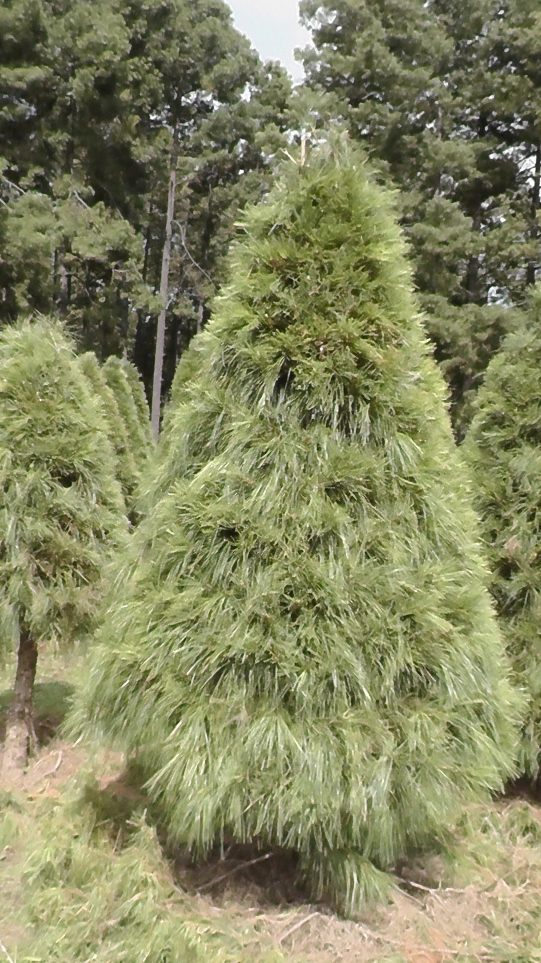 Abeto Vikingo 2.50 m